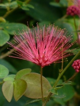 Dwarf Pink Powder Puff Tree, Dwarf Red Powderpuff, Calliandra haematocephala 'Nana'